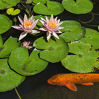 Buy canvas prints of Beautiful lily pond with pink water lilies in bloo by Jamie Pham