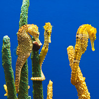 Buy canvas prints of Pacific seahorses, Hippocampus ingens are among th by Jamie Pham