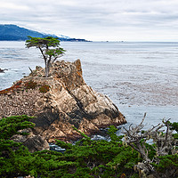 Buy canvas prints of The famous Lone Cypress tree at Pebble Beach in Mo by Jamie Pham