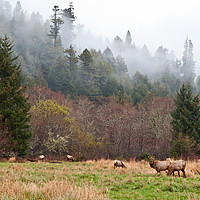 Buy canvas prints of Herd of Roosevelt Elk, Cervus canadensis roosevelt by Jamie Pham