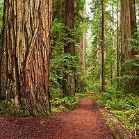 Buy canvas prints of The beautiful and massive giant redwoods, Sequoia  by Jamie Pham