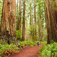 Buy canvas prints of The beautiful and massive giant redwoods, Sequoia  by Jamie Pham