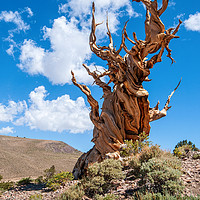 Buy canvas prints of Dramatic view of the Ancient Bristlecone Pine Fore by Jamie Pham