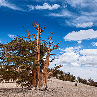 Buy canvas prints of Dramatic view of the Ancient Bristlecone Pine Fore by Jamie Pham
