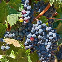 Buy canvas prints of Beautiful view of wine vineyards in Napa Valley. by Jamie Pham