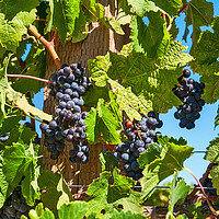 Buy canvas prints of Beautiful view of wine vineyards in Napa Valley. by Jamie Pham