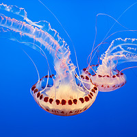 Buy canvas prints of Large jellyfish, Atlantic Sea Nettle by Jamie Pham