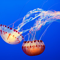 Buy canvas prints of Large jellyfish, Atlantic Sea Nettle by Jamie Pham