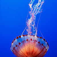 Buy canvas prints of Large jellyfish, Atlantic Sea Nettle  by Jamie Pham