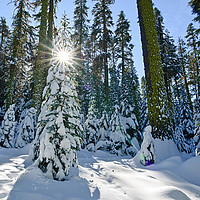 Buy canvas prints of Winter Wonderland of Badger Pass in Yosemite Natio by Jamie Pham