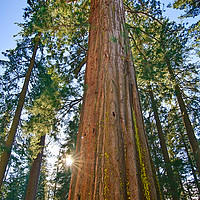 Buy canvas prints of Giant Sequoia Trees of Tuolumne Grove in Yosemite. by Jamie Pham