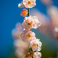Buy canvas prints of Beautiful springtime blossom of the Japanese Apric by Jamie Pham