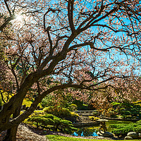 Buy canvas prints of Beautiful springtime blossom of the Japanese Apric by Jamie Pham