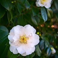Buy canvas prints of Beautiful Camellia japonica, Queen Bessie flower. by Jamie Pham