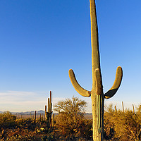 Buy canvas prints of Saguaro Cactus Sunrise by Jamie Pham