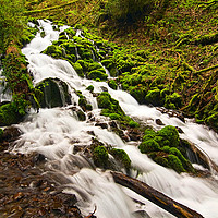 Buy canvas prints of Mossy River flowing. by Jamie Pham