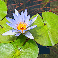 Buy canvas prints of Single Purple water lily in pond. by Jamie Pham
