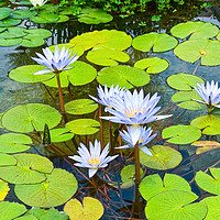 Buy canvas prints of Purple water lilies in a pond. by Jamie Pham