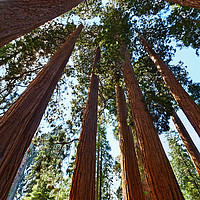 Buy canvas prints of A grove of giant sequoia trees in Sequoia National by Jamie Pham