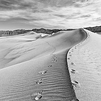 Buy canvas prints of Early morning in the Mesquite Sand Dunes in Death  by Jamie Pham