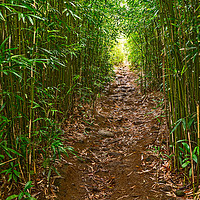 Buy canvas prints of The magical bamboo forest of Maui  by Jamie Pham