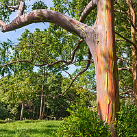 Buy canvas prints of The colorful and magical Rainbow Eucalyptus tree by Jamie Pham