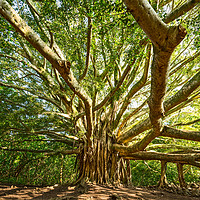Buy canvas prints of The large and majestic banyan tree located on the  by Jamie Pham