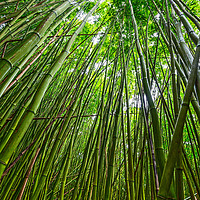 Buy canvas prints of The magical bamboo forest of Maui  by Jamie Pham