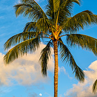 Buy canvas prints of Beautiful coconut palm trees found on Maui, Hawaii by Jamie Pham