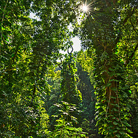 Buy canvas prints of The jungles found along the Road to Hana in Maui,  by Jamie Pham