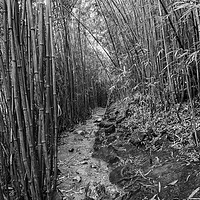 Buy canvas prints of The magical bamboo forest of Maui by Jamie Pham