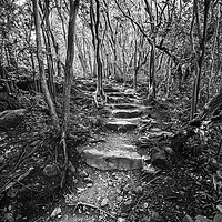 Buy canvas prints of The hike on the Pipiwai Trail in Maui. by Jamie Pham