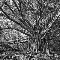 Buy canvas prints of The large and majestic banyan tree located on the  by Jamie Pham