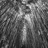 Buy canvas prints of The magical and mysterious bamboo forest of Maui. by Jamie Pham