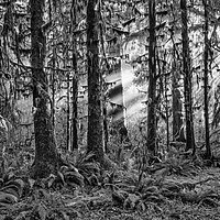 Buy canvas prints of The Hoh Rainforest of Olympic National Park in Was by Jamie Pham