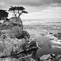 Buy canvas prints of The famous Lone Cypress tree at Pebble Beach in Mo by Jamie Pham