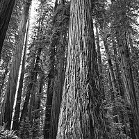 Buy canvas prints of The beautiful and massive giant redwoods, Sequoia  by Jamie Pham