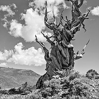 Buy canvas prints of Dramatic view of the Ancient Bristlecone Pine Fore by Jamie Pham