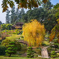 Buy canvas prints of The beautiful fall colors of the Japanese Gardens by Jamie Pham