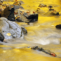 Buy canvas prints of Golden Autumn Light Reflected in A Stream by Colin Woods