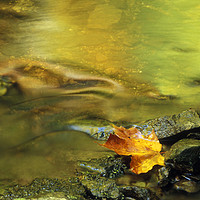 Buy canvas prints of A single fallen maple leaf in a stream in Quebec by Colin Woods