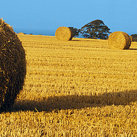 Buy canvas prints of Rolls of hay  by Colin Woods