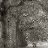 Buy canvas prints of Walking in Hyde Park by Colin Woods