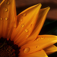Buy canvas prints of Raindrops on a flower by Colin Woods