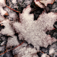 Buy canvas prints of Fresh snow on Maple Leaf by Colin Woods
