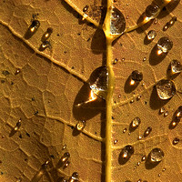 Buy canvas prints of Raindrops on autumn maple by Colin Woods