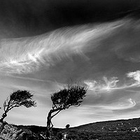 Buy canvas prints of Bent Trees by Colin Woods