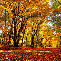 Buy canvas prints of Autumn in Quebec by Colin Woods