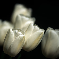 Buy canvas prints of Tulips by Colin Woods