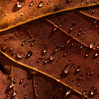 Buy canvas prints of Water drops on an autumn leaf by Colin Woods